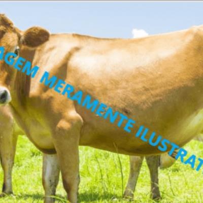 Vaca leiteira, raça Jessey, 5 anos de idade