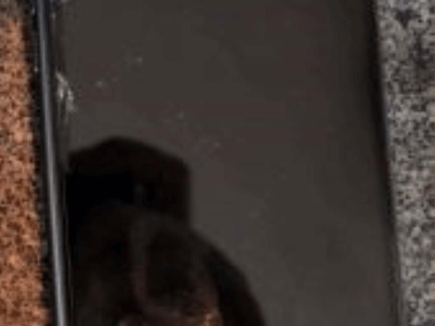 Foto ilustrativa 2 - Celular Apple/iPhone 11, cor preto.