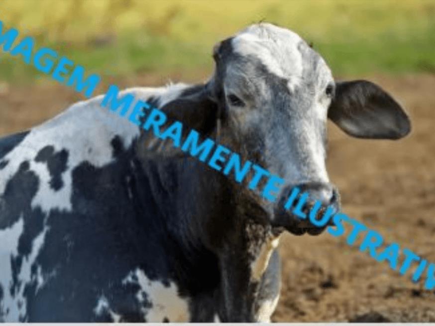 Foto ilustrativa 1 - 30 cabeças de Vacas Girolanda