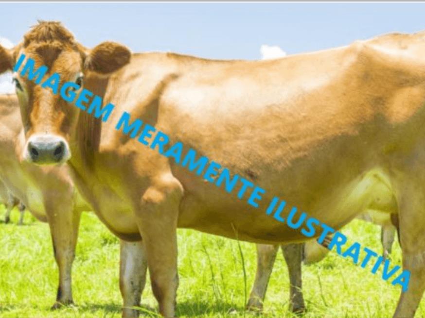 Foto ilustrativa 1 - Vaca leiteira, raça Jessey, 5 anos de idade