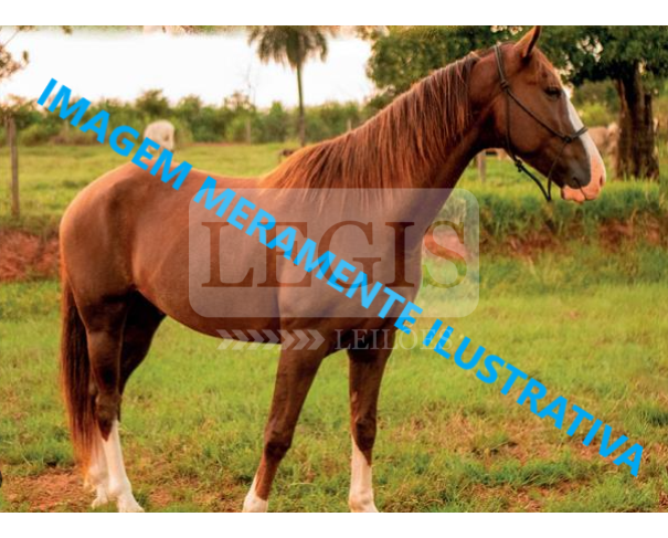 Foto de Cavalo Mangalarga Paulista, castrado, 6 anos