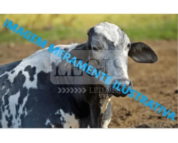 Foto de 30 cabeças de Vacas Girolanda