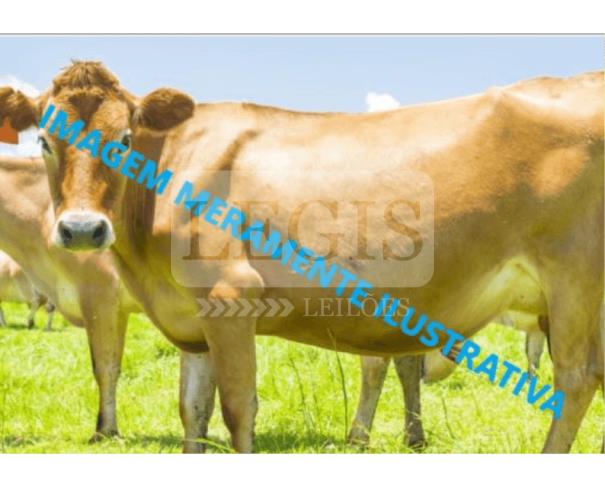 Foto de Vaca leiteira, raça Jessey, 5 anos de idade