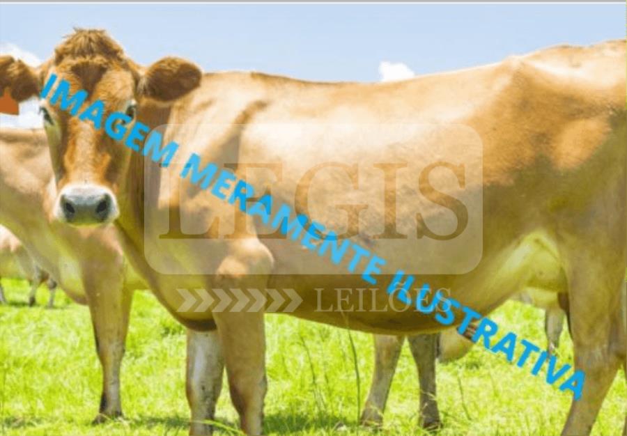 Vaca leiteira, raça Jessey, 5 anos de idade